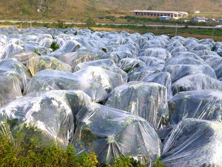 砂糖桔覆膜注意事项