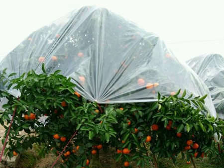 砂糖桔专用膜盖膜价钱
