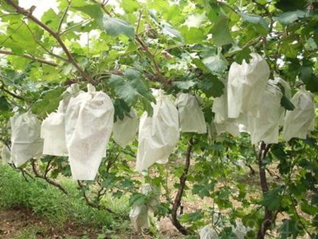 葡萄套袋技术和各类葡萄袋的优缺点