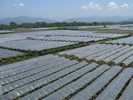 葡萄专用膜哪个牌子好？