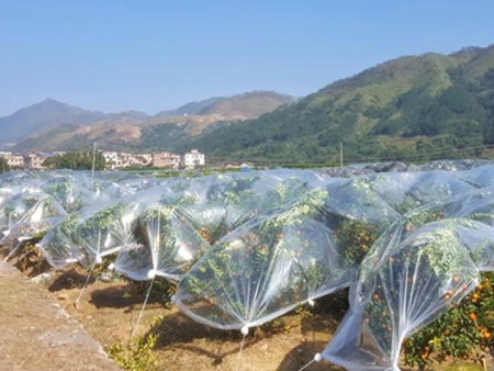 砂糖桔盖膜方式优缺点